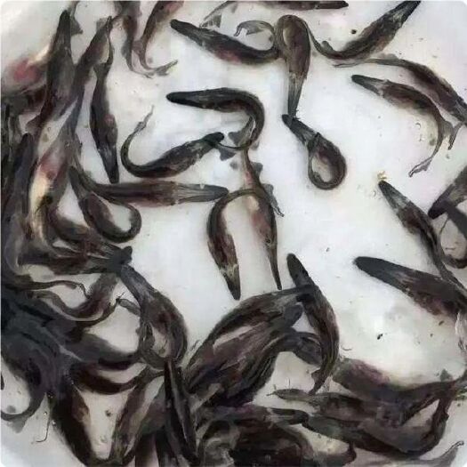 广州鸭嘴鲟鱼苗  鸭嘴鱼苗一手货源