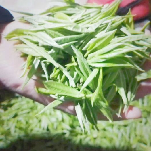 古丈县 自家毛尖，种植，手工制茶