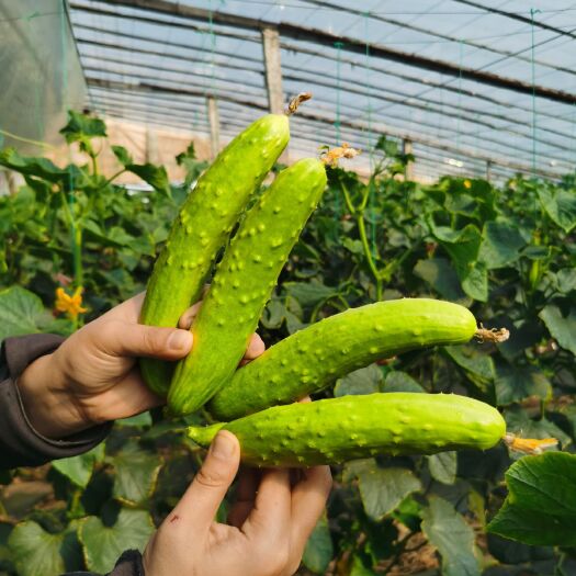海阳市 无公害海阳白玉黄瓜儿童孕妇放心食用佳品支持一件代发