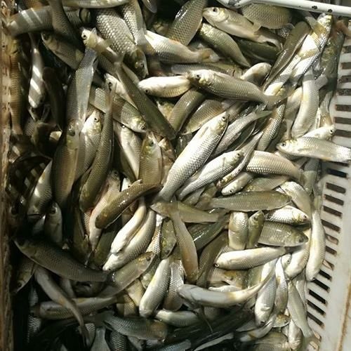 广州脆肉鲩鱼苗  脆肉鲩亩/青竹鲩抗病毒力强