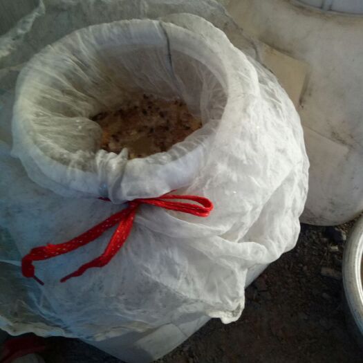 高阳县 大量春季蜂蜜
