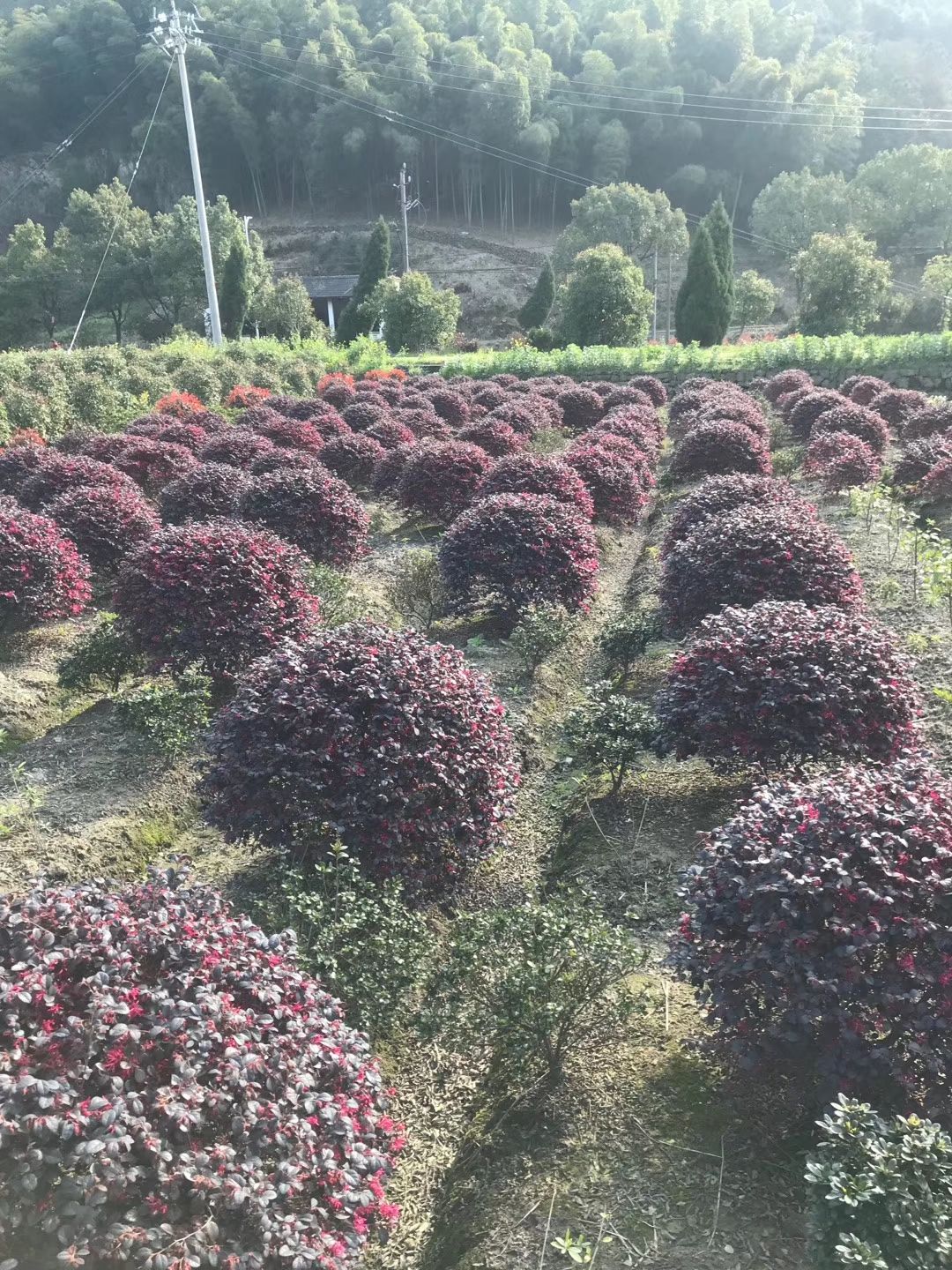 绿化苗木。 红花继木