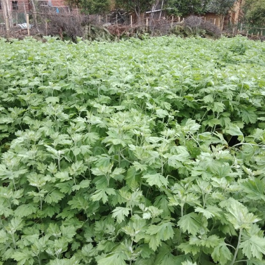 长沙艾草 量大，鲜