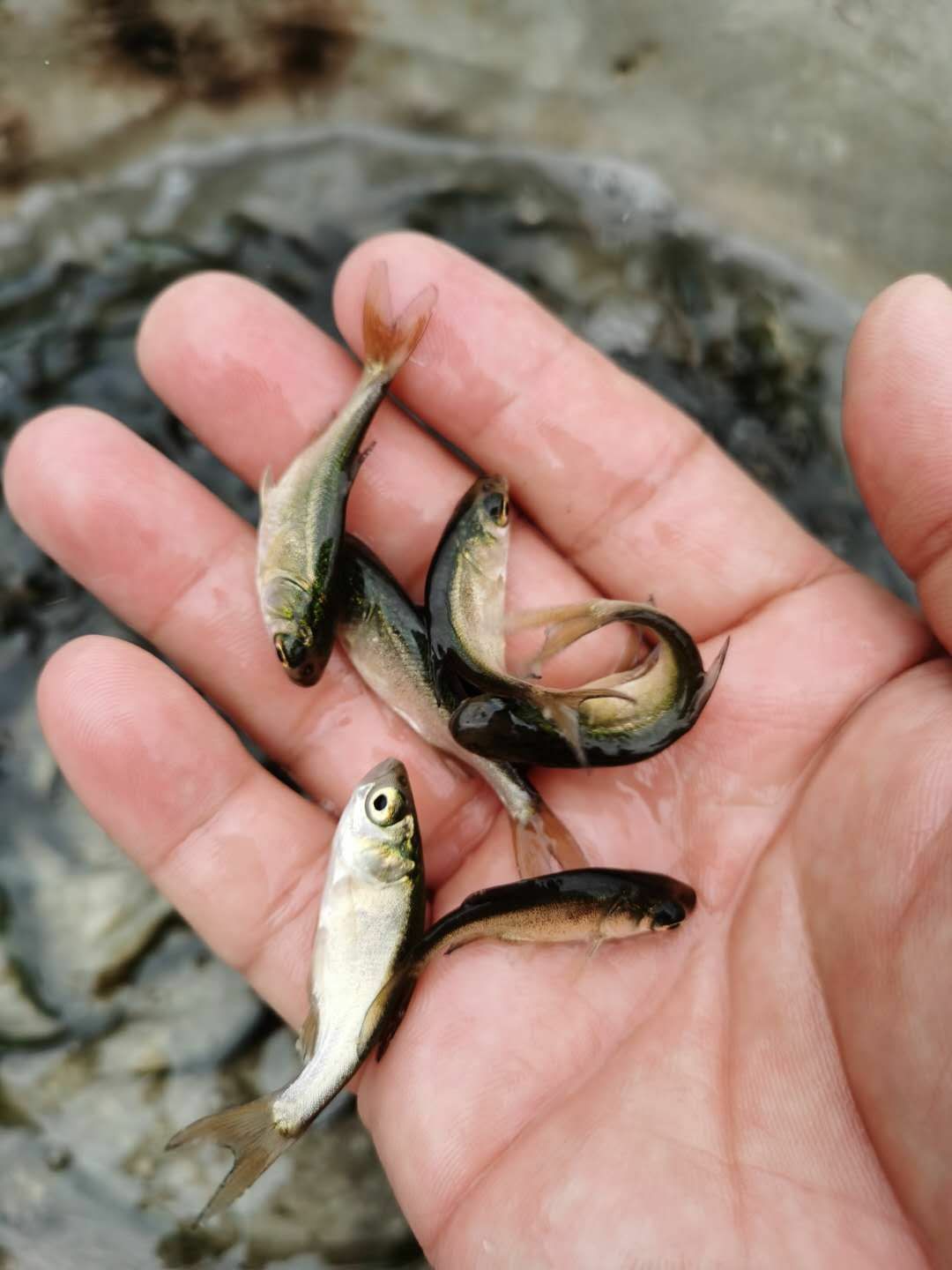 鲢鱼苗