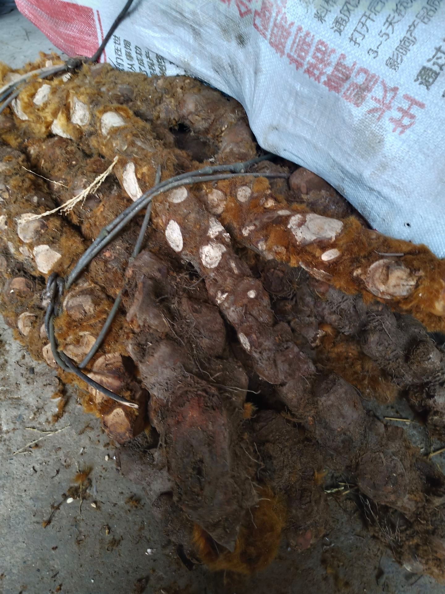 狗脊 金毛狗脊鲜条