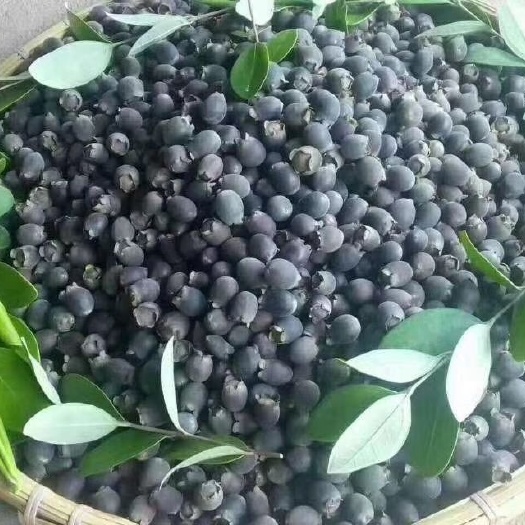 灵山县桃金娘苗 桃金娘捻子木果苗 种植满一年即可开花结果带土发货