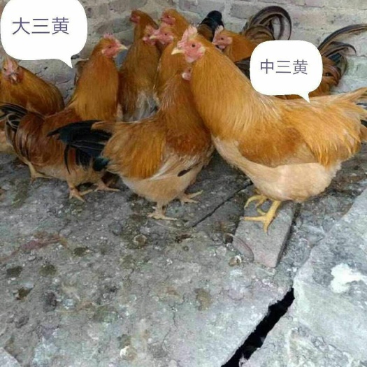 衡阳 三黄鸡苗批发，包运输，包打疫苗，包技术支持