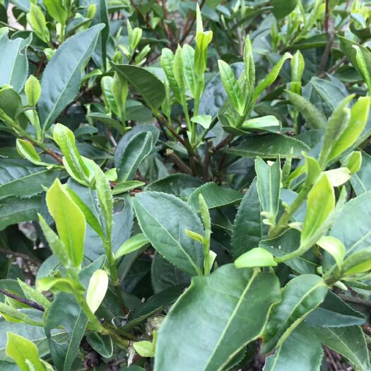 宜章县 绿茶