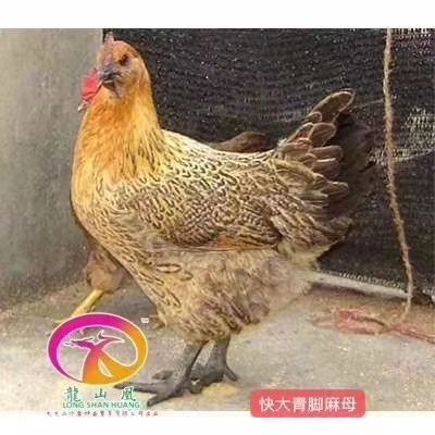 广州青脚土鸡苗 诚信经营  品质保证