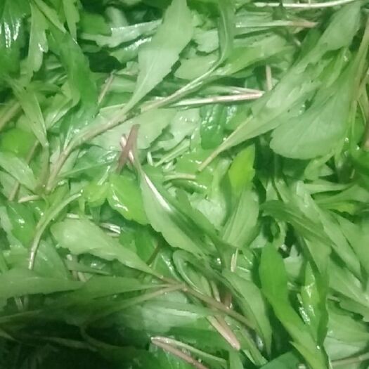 扬州 大量供应野外马兰头，水芹菜，