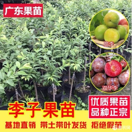 普宁市青李子苗