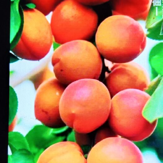 沂水县 丰园红杏阳历5月23号上市欢迎各位客户前来沂水县