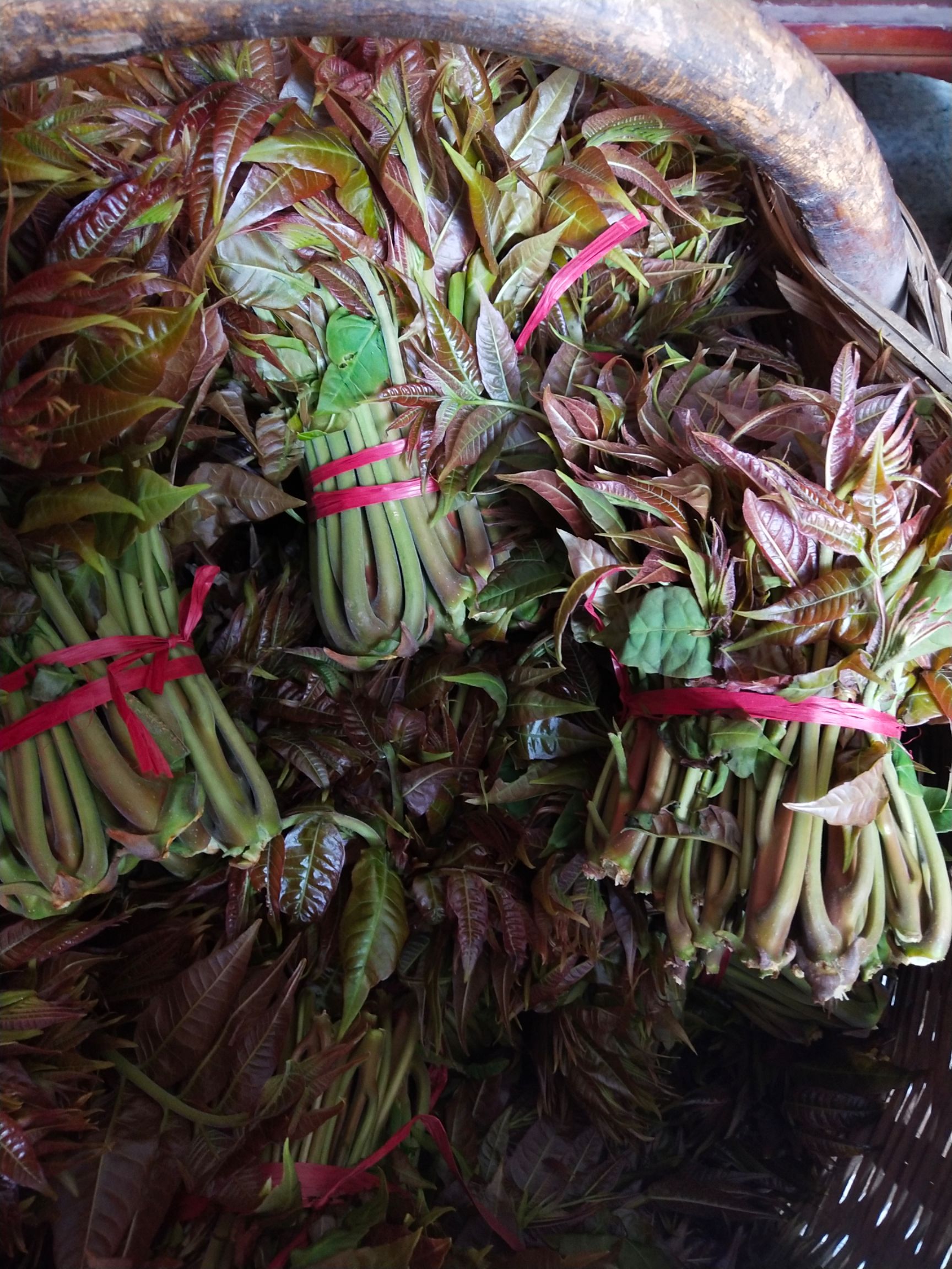 红油香椿  三月份高山天然香椿芽，冬季大棚椿芽