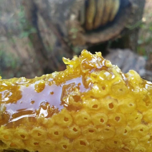 云县 土蜂蜜