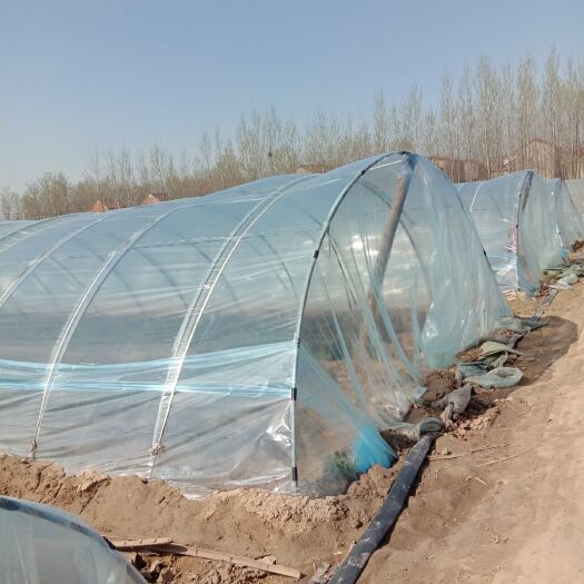 尉氏县龙薯9号红薯苗  各种红薯苗，龙九，西瓜红，商19/紫薯，等
