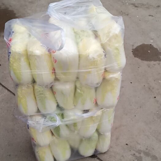邯郸 高山娃娃菜 价格优美 质量保证 全国发货