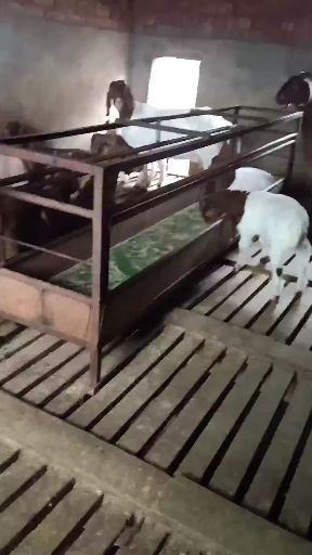 杂交羊  金堂努比亚黑山羊支持精准扶贫项目！平台担保有保障