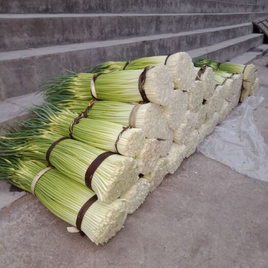 成县绿帽蒜苔 60~70cm