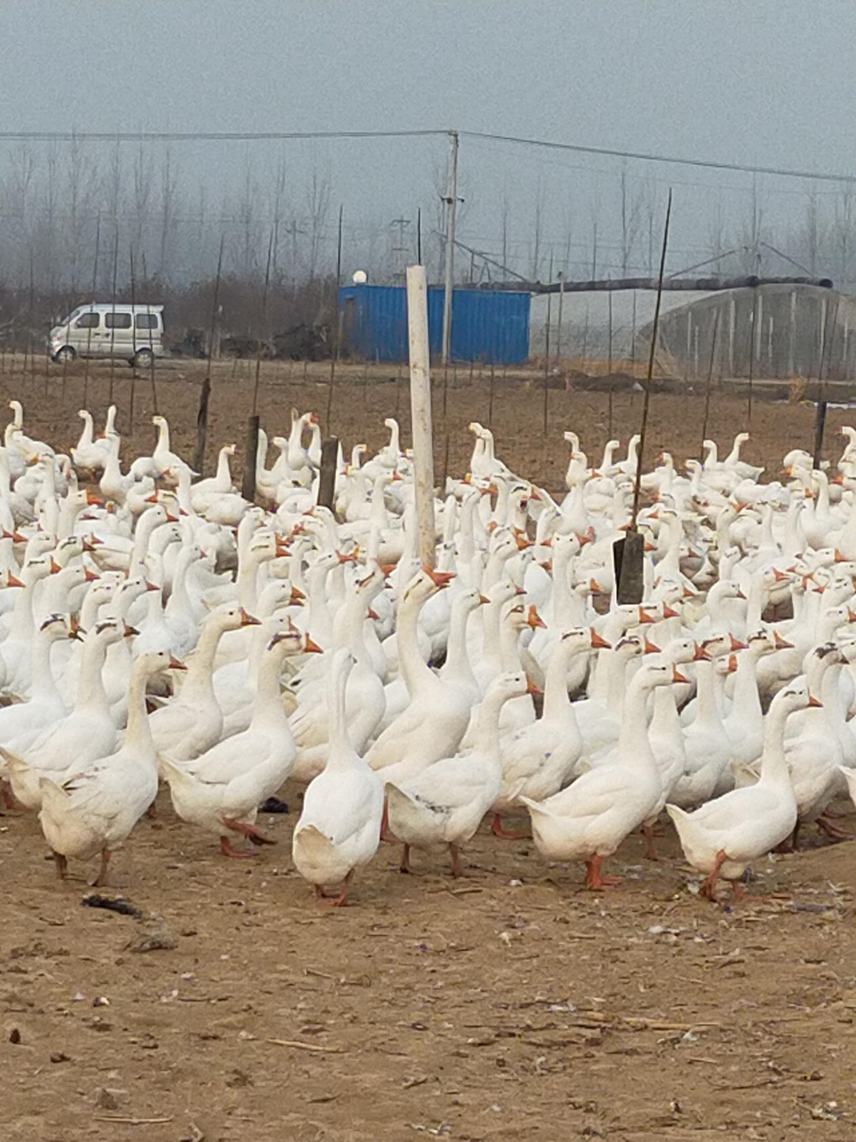 大三花鹅蛋 孵化 散装