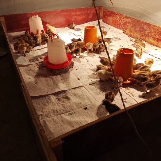 晴隆县土鸡苗 出售脱温鸡，黔西南州和贵阳发顺风车