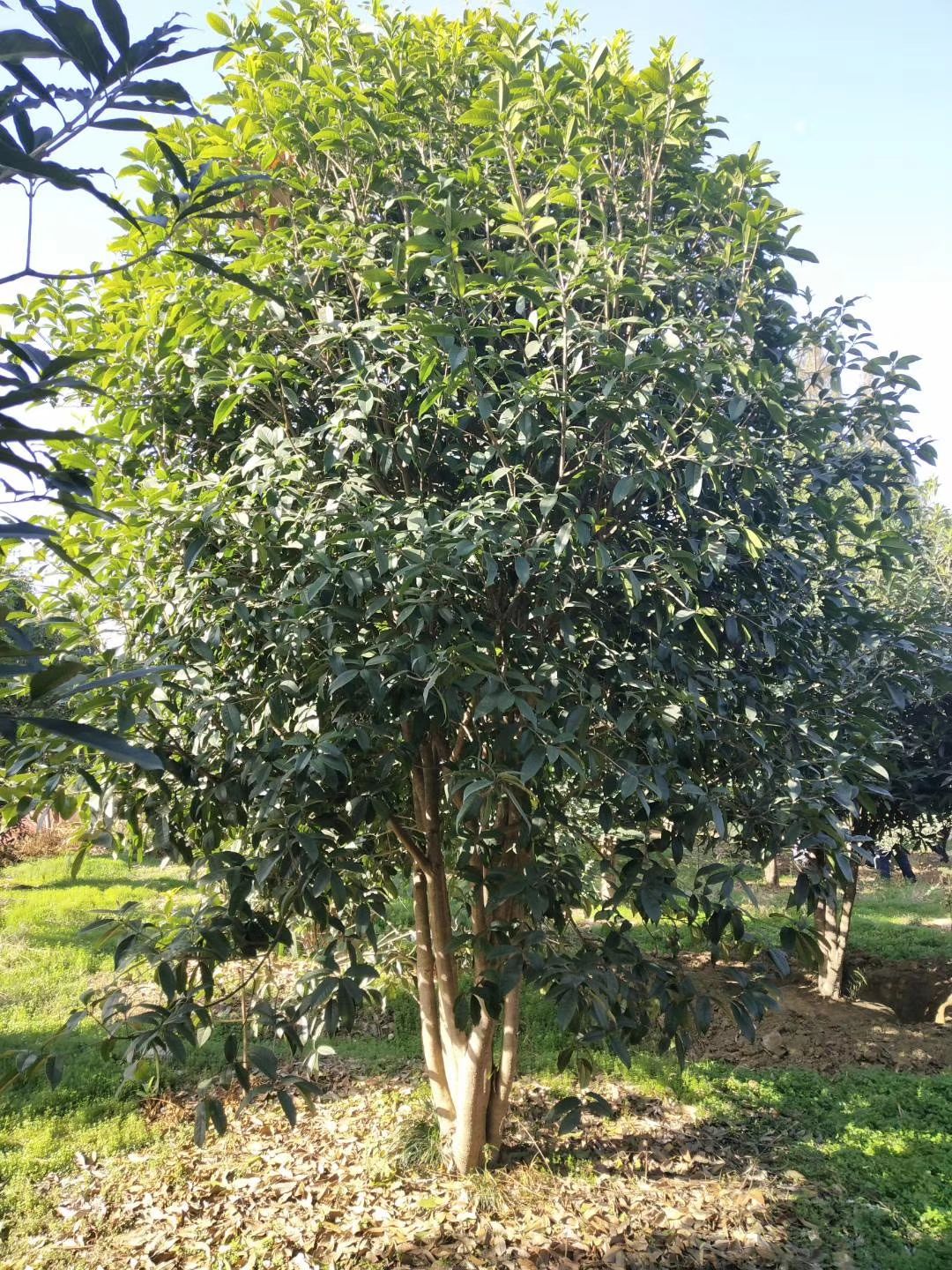  供应桂花树香樟树8－30公分