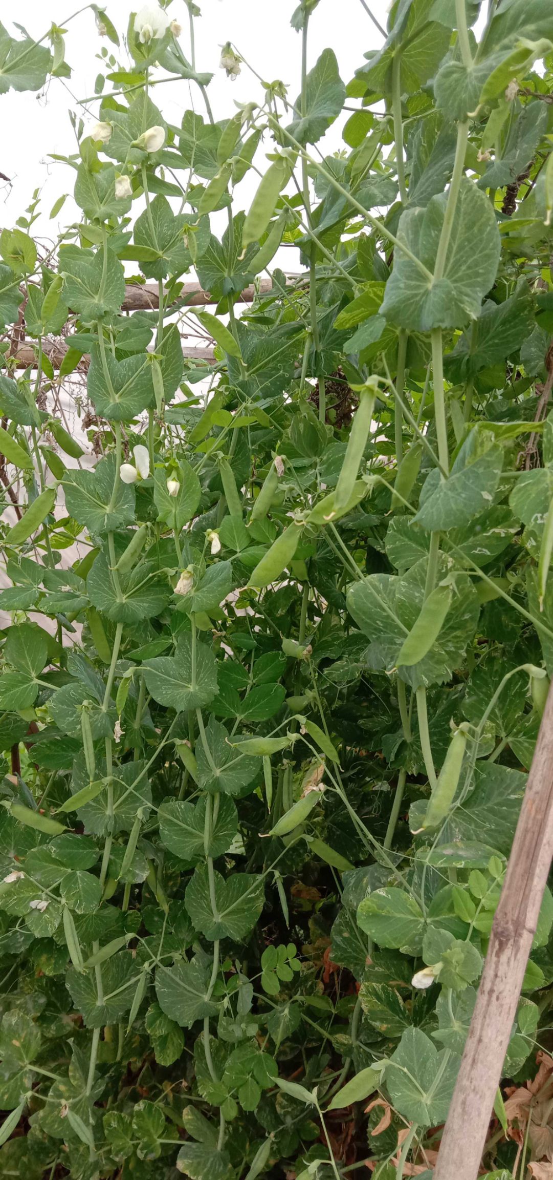 干豌豆  干白豌豆 白豌豆九月播种