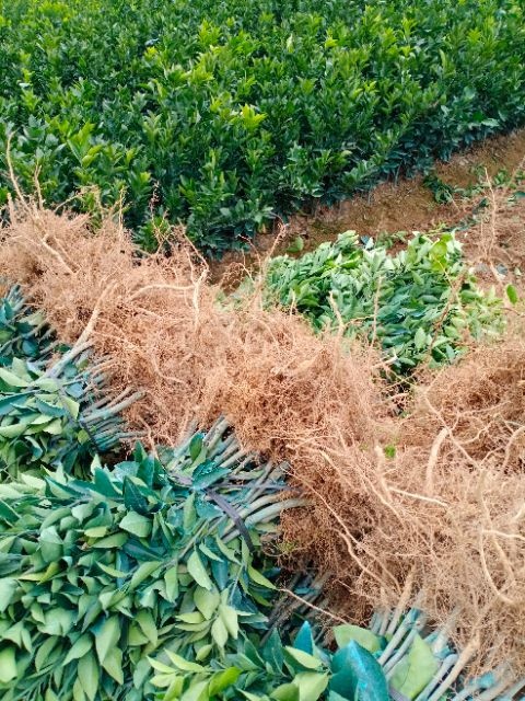 富川县纽荷尔脐橙苗 嫁接苗 0.5米以下