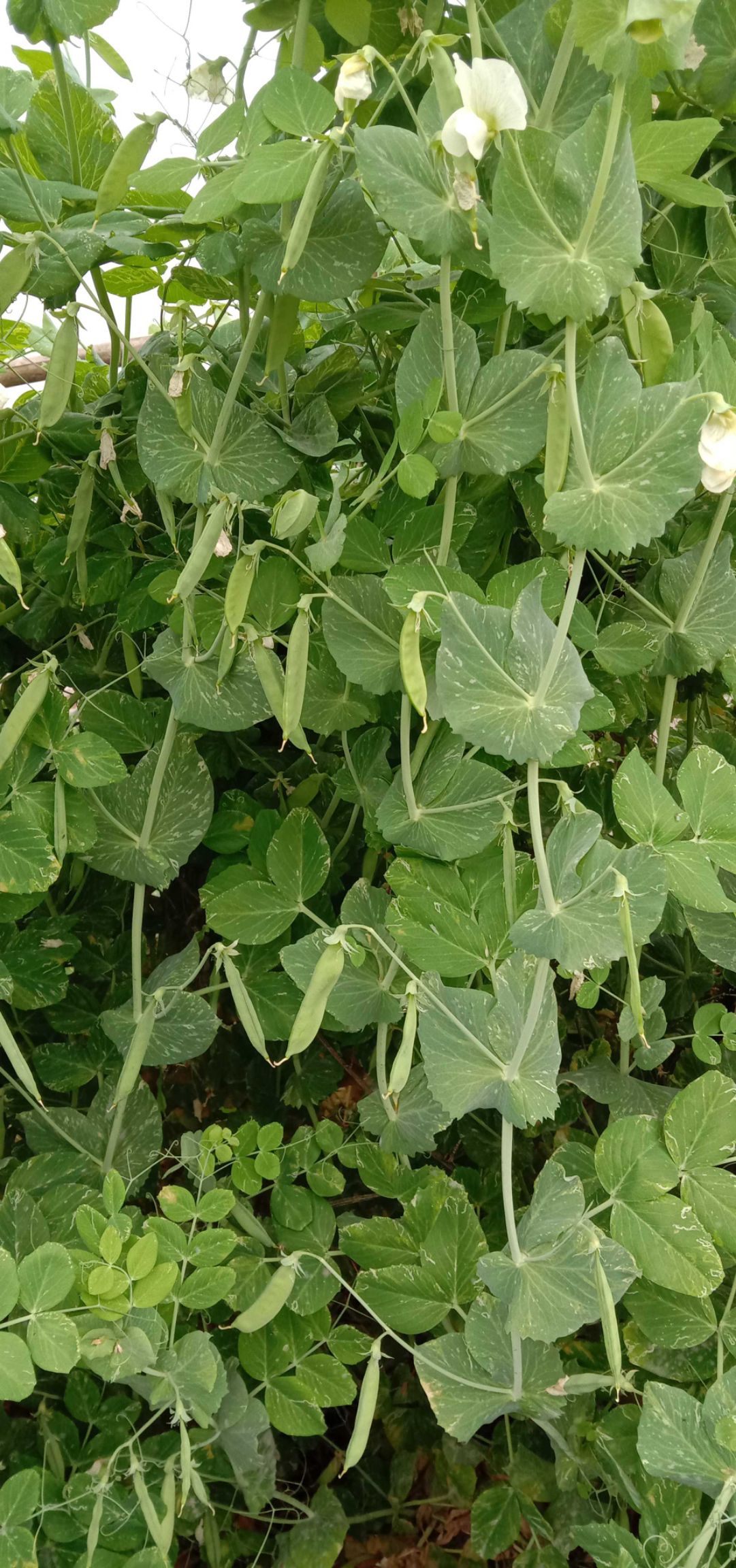 干豌豆  干白豌豆 白豌豆九月播种