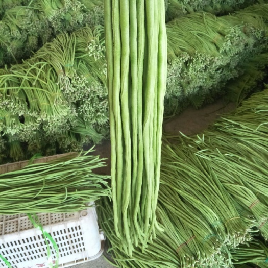 耿马县长豇豆  豇豆开始上市，质量好，数量足，欢迎老板们来进货