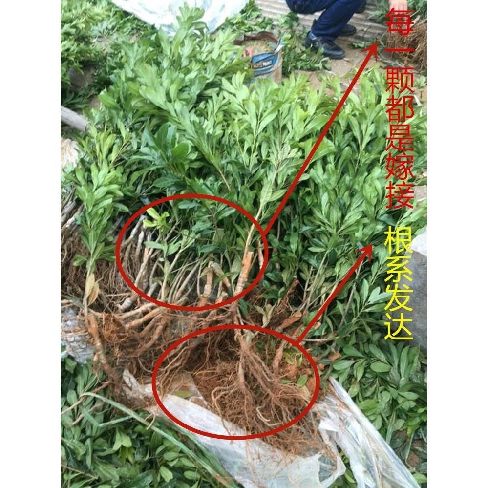  嫁接?xùn)|魁楊梅樹苗南方北方種植果樹苗包成活當(dāng)年結(jié)果楊梅苗