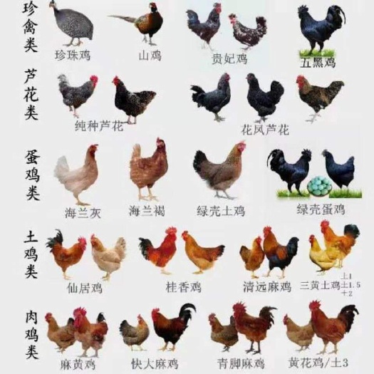 博罗县 各种鸡苗，欢迎咨询，孵化场直批！