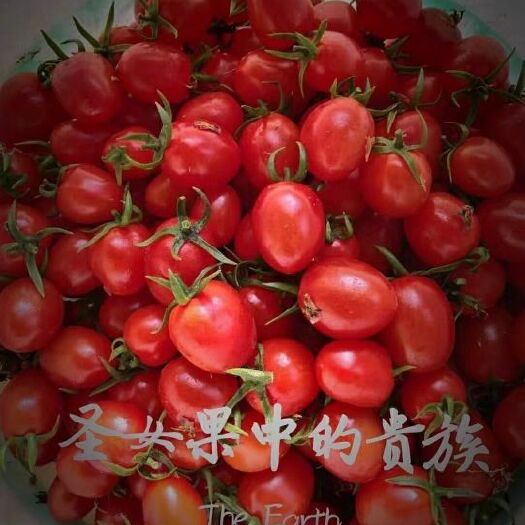 平度市釜山88圣女果 山东省青岛市平度市