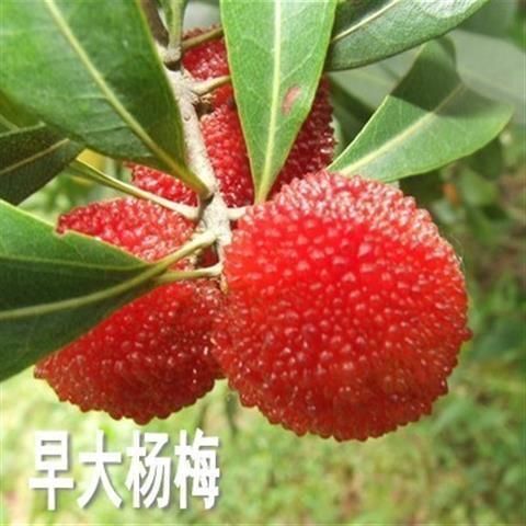 平邑县 嫁接东魁杨梅树苗南方北方种植果树苗包成活当年结果杨梅苗