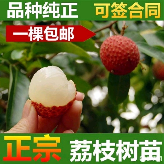 普宁市妃子笑荔枝苗