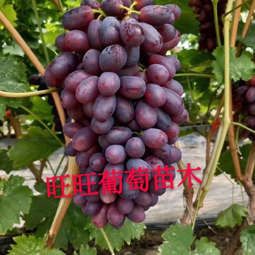 昌黎县巨盛一号葡萄苗 嫁接苗 裸根苗