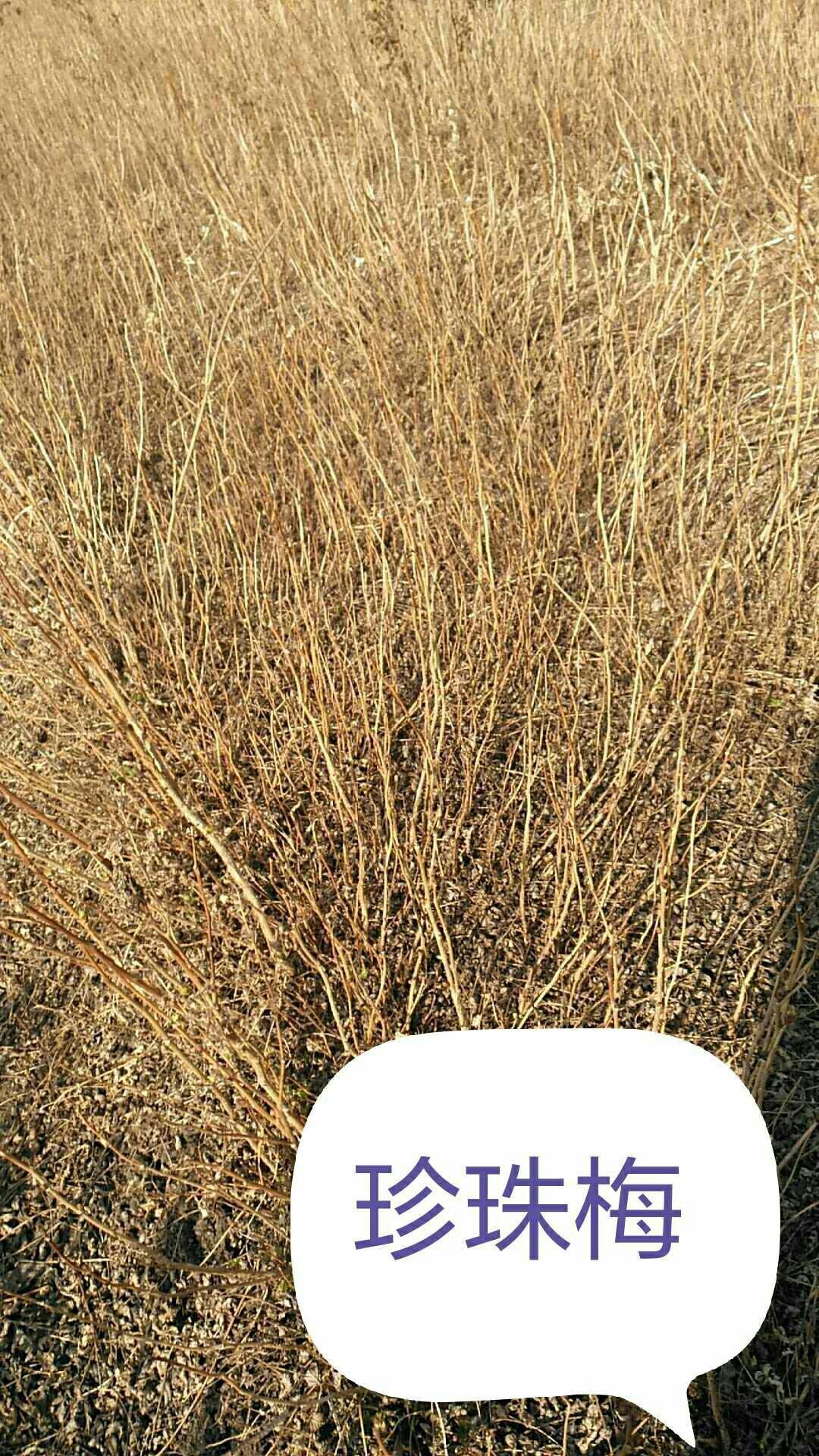 开原市珍珠梅种子 长年出售各种苗木，一手货源，没有中间商，保证质量，买树苗找我