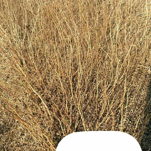 珍珠梅种子 长年出售各种苗木，一手货源，没有中间商，保证质量，买树苗找我