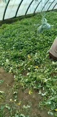 紫薯种  徐紫八号  紫薯苗  日本凌紫  紫罗兰