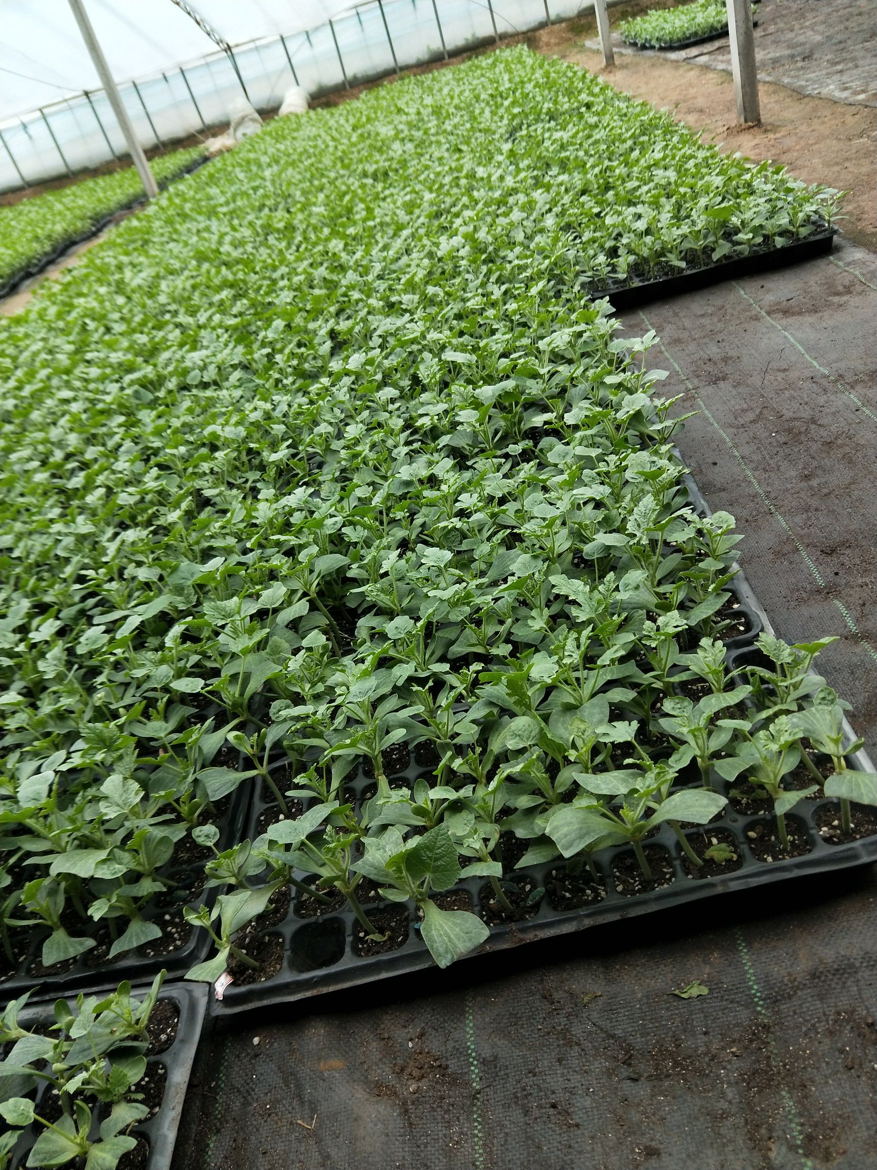 8424西瓜苗嫁接育苗大棚育苗日交易额破万欢迎实地考察