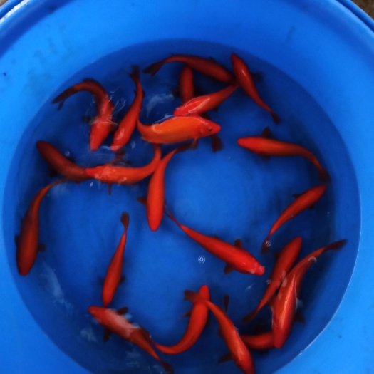 广州精品锦鲤 全红火鲤大量批发
