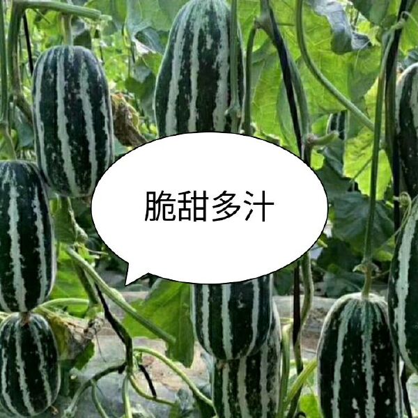 博洋9号甜瓜 1斤以上