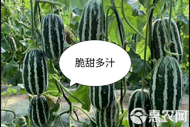 博洋9号甜瓜 1斤以上