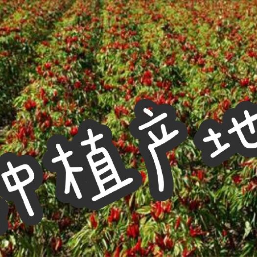 内黄县三樱干辣椒 都是自家种了辣椒