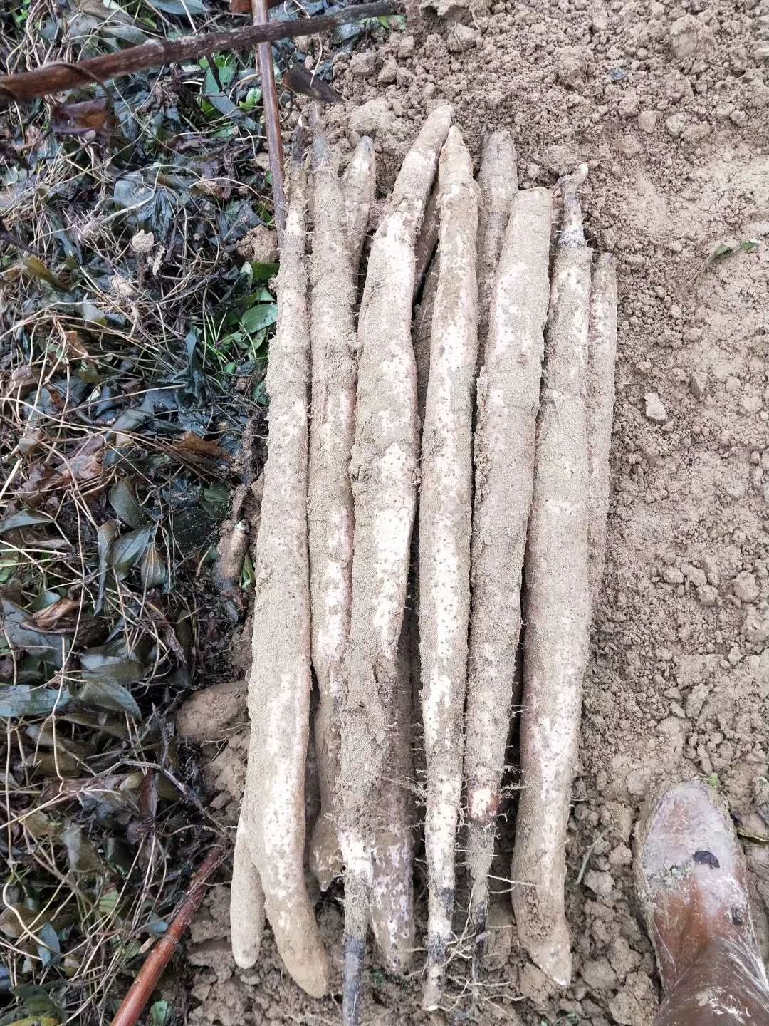  淮山 山药 紫玉山药