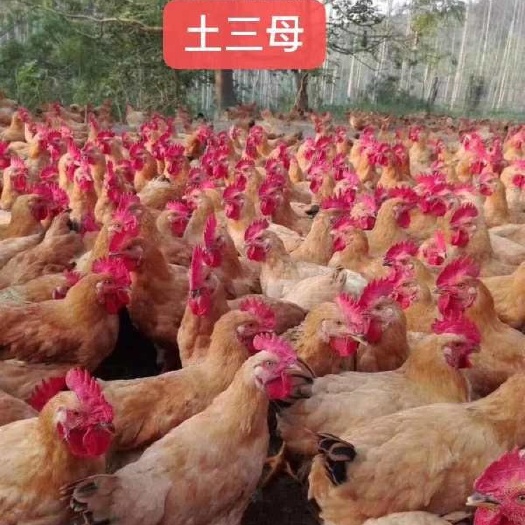 广州 新土三公/母 鸡苗