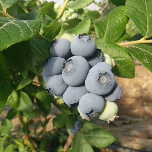泰安薄雾蓝莓苗