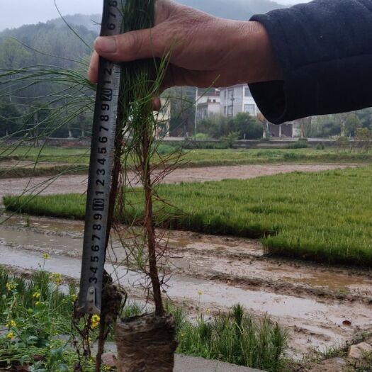 桐柏县湿地松树苗