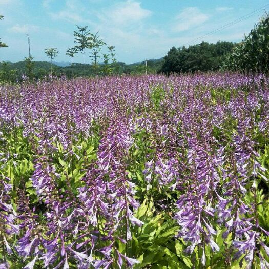 凤城市玉簪花 紫花玉簪，花叶玉簪，金边玉簪，银边玉簪，小叶金边球