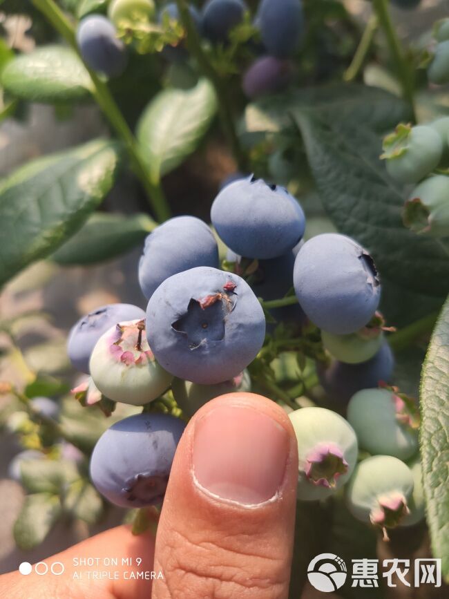  蓝莓鲜果