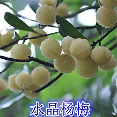  嫁接?xùn)|魁楊梅樹苗南方北方種植果樹苗包成活當(dāng)年結(jié)果楊梅苗